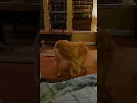 silly mofro chasing his tail #goldenretriever  #doglover #goldens #dogs #momandson #goldenpuppy #dog