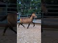 Stallion PRE Pure Spanish Bred For sale 2025 Buckskin