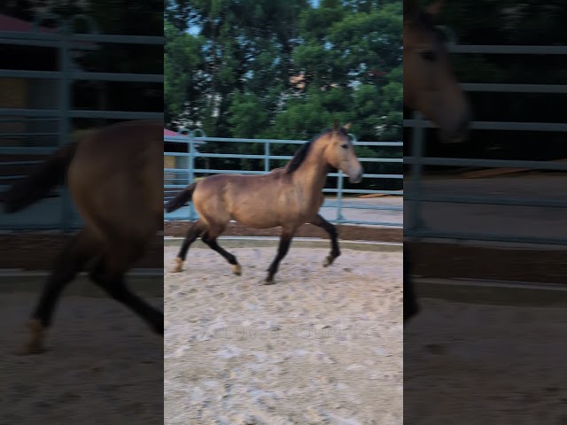 Stallion PRE Pure Spanish Bred For sale 2025 Buckskin