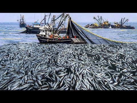 Amazing big nets catch herring on the boat - Smoked herring processing process in factory