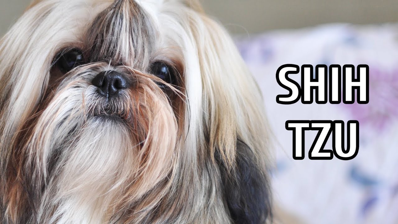 TUDO SOBRE SHIH TZU: SAÚDE E TEMPERAMENTO + DICAS E CURIOSIDADES