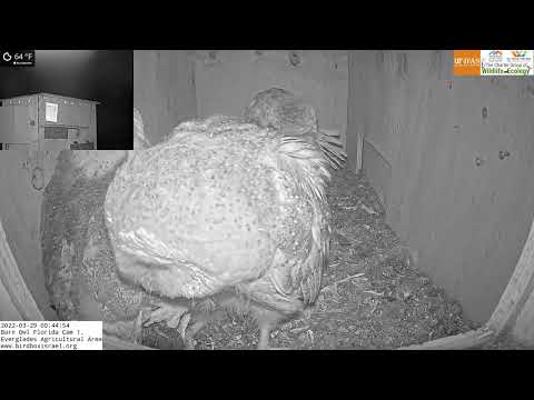 Cute overload! Barn owl nestlings preen each others feathers in the LIVE Barn Owl Florida Cam 1