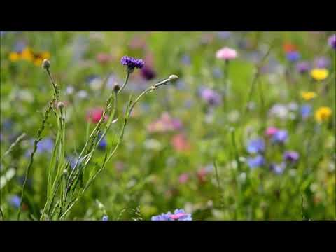 003 3rd Eye - Debunked. What is true and what is lies!