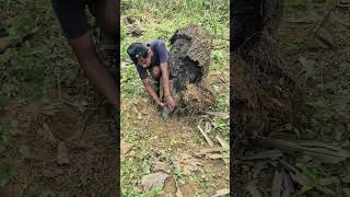 Download lagu kaya'nya banyak anaknya ayam ini😱#shortsvideo #ayamberkualitas #shorts mp3