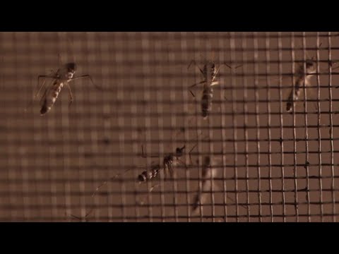 NJ Sussex County & Virus Carrying Mosquitos