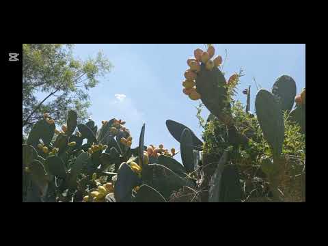 VENTA 78 HAS AGRICOLAS Y GANADERAS EN VILLA DEL SOTO 