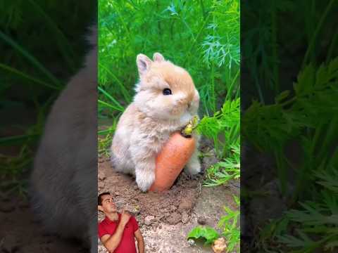 Coelho Comendo cenoura
