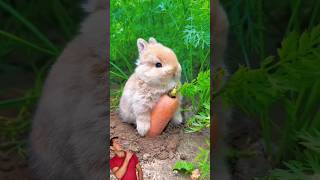 Coelho Comendo cenoura