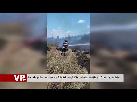 Lan de grâu cuprins de flăcări lângă DN1 – intervenție cu 3 autospeciale