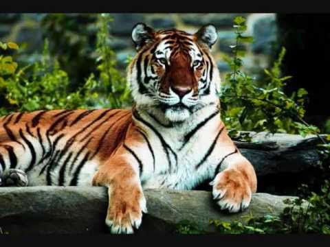 Tiger Psalms