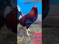 Beautiful cock breeds A:575