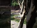 Safari Animal Kindon Disney Word