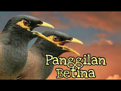 Jantan Novyj Trend Smotret Onlajn Na Sajte Trendovi Ru