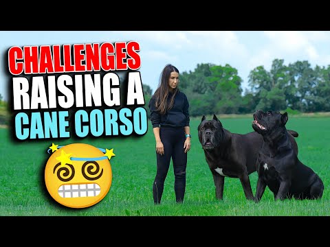 Challenges Raising a Cane Corso