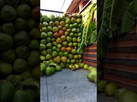 A grade solid green coconut, coconut size: large