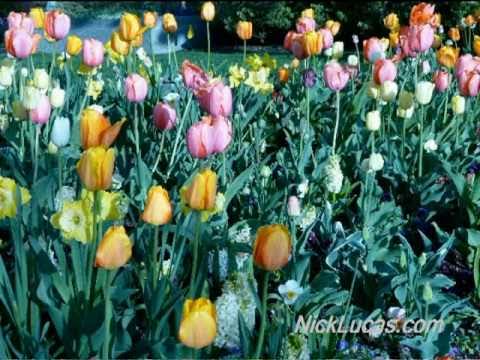 NICK LUCAS - Tip-toe Through the Tulips (Original 1929 Hit)