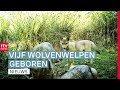 Opnieuw wolvenwelpen geboren in Drenthe & onrust onder Indonesische zorgstudenten | Drenthe Nu