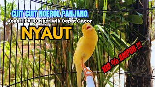 Download lagu KENARI GACOR CUIT CUIT NYAUT cocok untuk PANCINGAN KENARI PAUD NGERIWIK jadi GACOR EMOSI mp3
