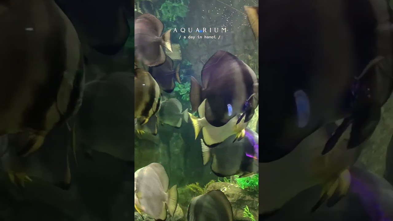 YouTube Short thumbnail