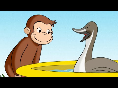 Poça para Patos 🐵 George, o Curioso 🐵 Desenhos Animados