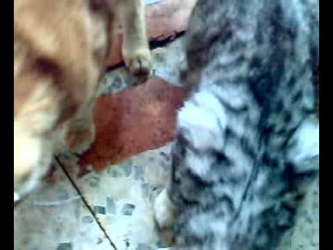 the cats from seyh nazim