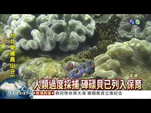 龍王鯛翻版? 保育硨磲貝失蹤