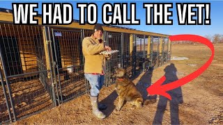 Life Gets Real on the Ranch! Farm Dog Vet Care, Predator Battle & Ranch Chores!