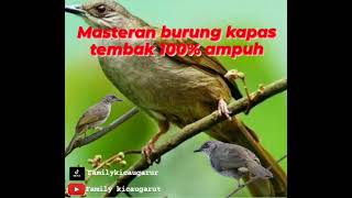 Download lagu Masteran Burung Kapas Tembak Gacor dan Jernih, Pilihan para juri mp3 Download lagu Masteran Burung Kapas Tembak Gacor dan Jernih, Pilihan para juri mp3