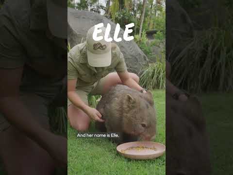 Meet our wombats - International Wombat Day