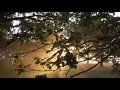 Nature Video Birds And Animals Is Beautiful Creatures On Our Planet
