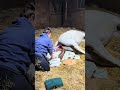 Gracie Gives Birth To A Beautiful Baby Foal Welcome To The World Little One