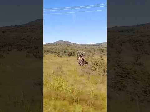 Taninga, Traslasierras, Córdoba, Argentina.#taninga