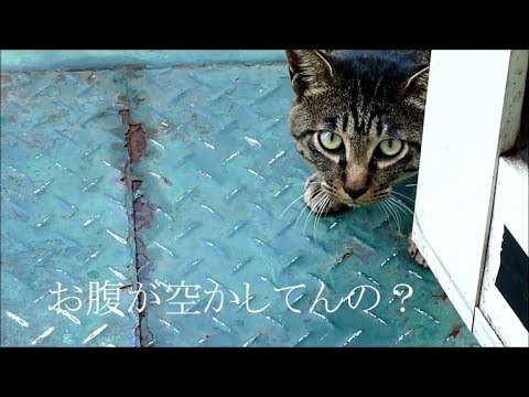 野良猫ですが　台風は本気だった　　　　　　　　ひばり90