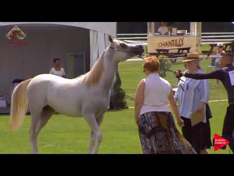 N.43 PANDOREZ O - Chantilly 2019 AHO World Cup - Yearling Colts (Class 6B)