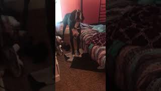 Great Dane trapped by small charging cord