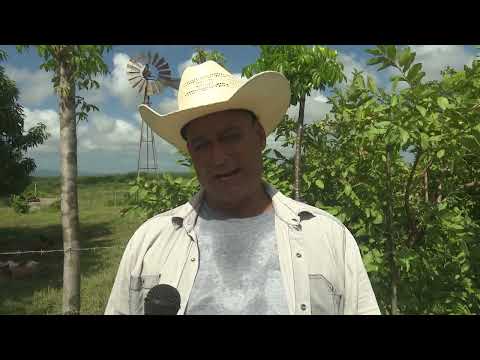 Primeros pasos de la campaña tabacalera 2025-2026 en Cabaiguán, Sancti Spíritus