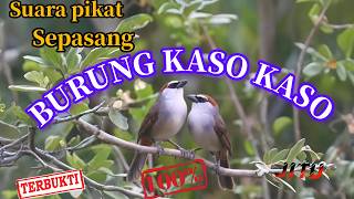Download lagu Burung kaso kaso || Suara pikat burung kaso kaso || Sepasang burung kaso kaso gacor || Tepus gelagah mp3 Download lagu Burung kaso kaso || Suara pikat burung kaso kaso || Sepasang burung kaso kaso gacor || Tepus gelagah mp3