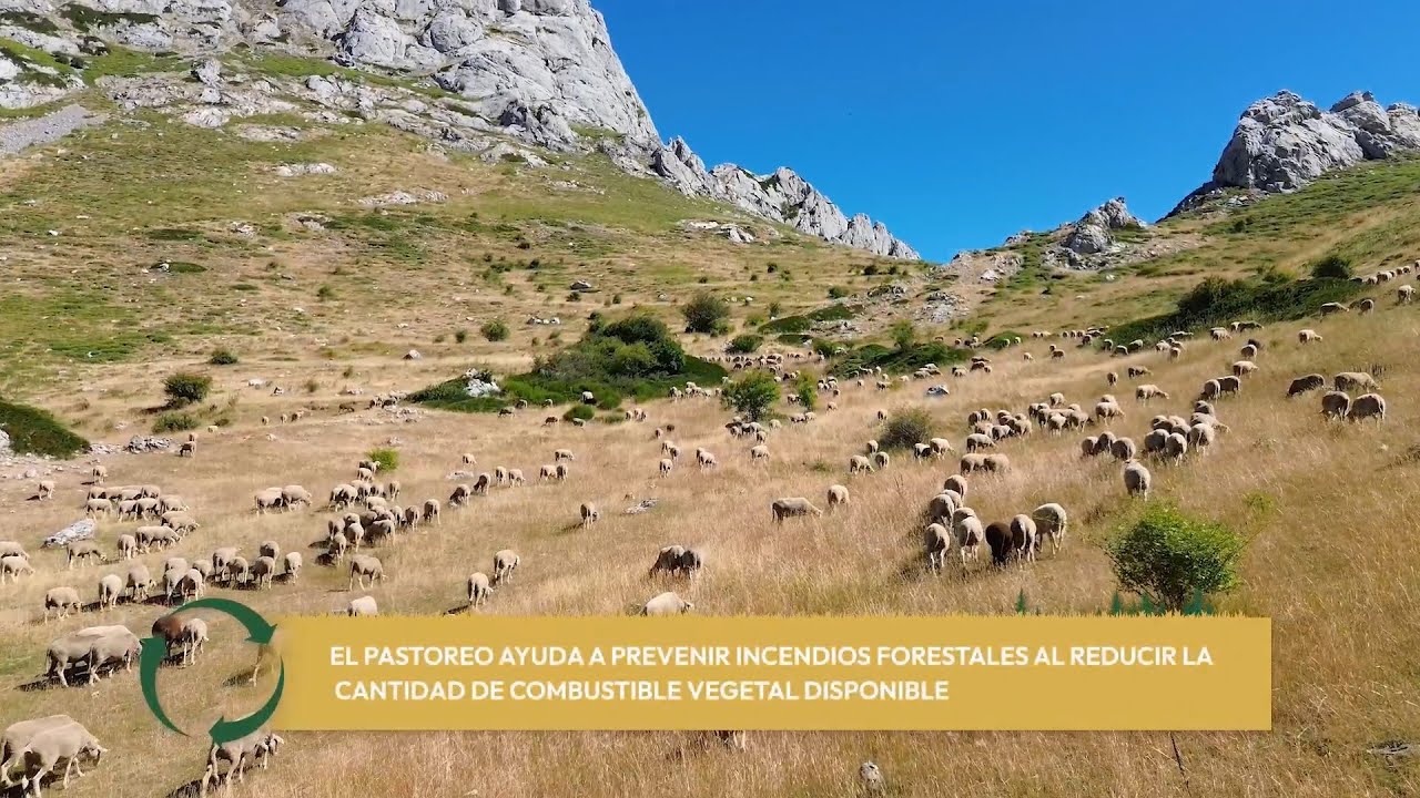 Bionnomía: Ecosistema Norte: Puertos de montaña y ganado