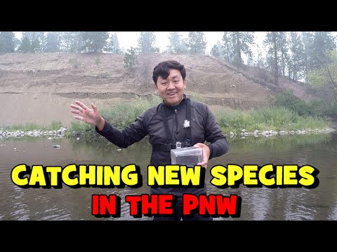 4 NEW SPECIES in The PNW!!! Exploring a "NEGLECTED" Creek! (Spokane -- EP 1/3)