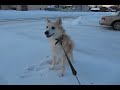 Buhund Noruego - Norwegian Buhund Caly playing in MN snow