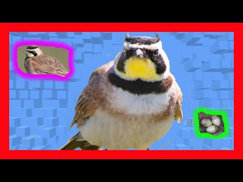 Uškárik vrchovský (Eremophila alpestris) — správanie, biotop a hlas