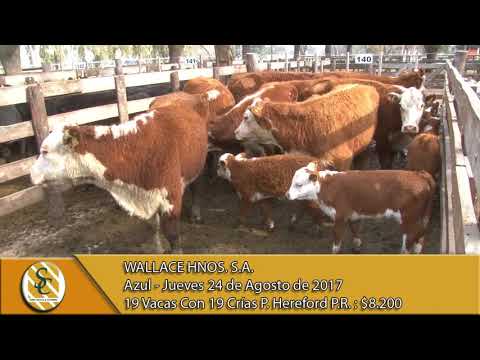 24-08-17 Venta de Vientre - Wallace Hnos. S.A. - Azul