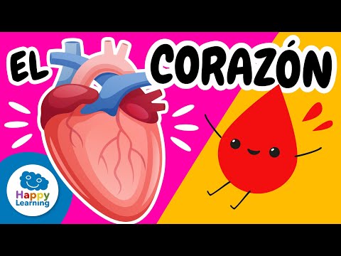 Cómo Funciona el Corazón Humano❤️ : Partes y Curiosidades | @HappyLearningES