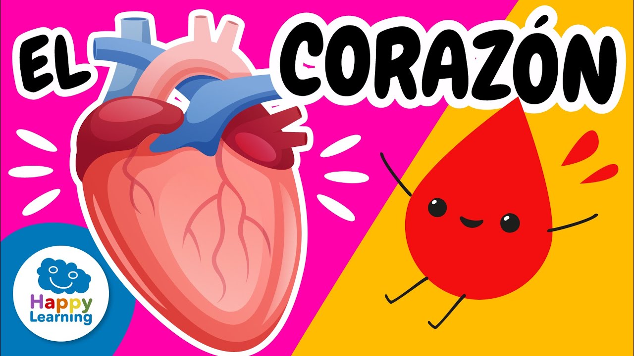Cómo Funciona el Corazón Humano❤️ : Partes y Curiosidades | @HappyLearningES