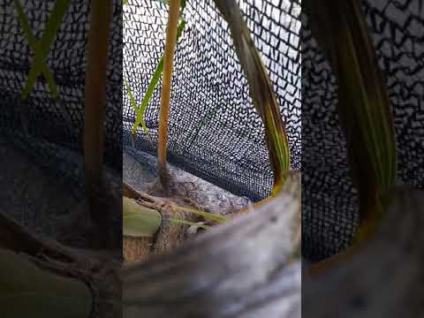 Kelapa SGG@14 | Hasilnya setahun tanam (coconut@14 | the Result is a year of planting)