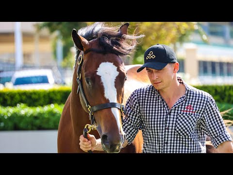 Snitzel x Carry On Alice colt