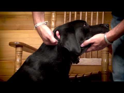 NoBark Collars: Fitting the Collar to Your Dog