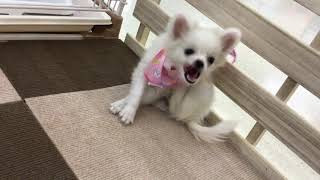 ハーフ犬の動画01