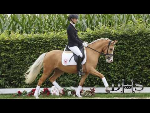 Fancy Westfalen Pony for smaller AA or Junior Rider! Super rideability & temperament!