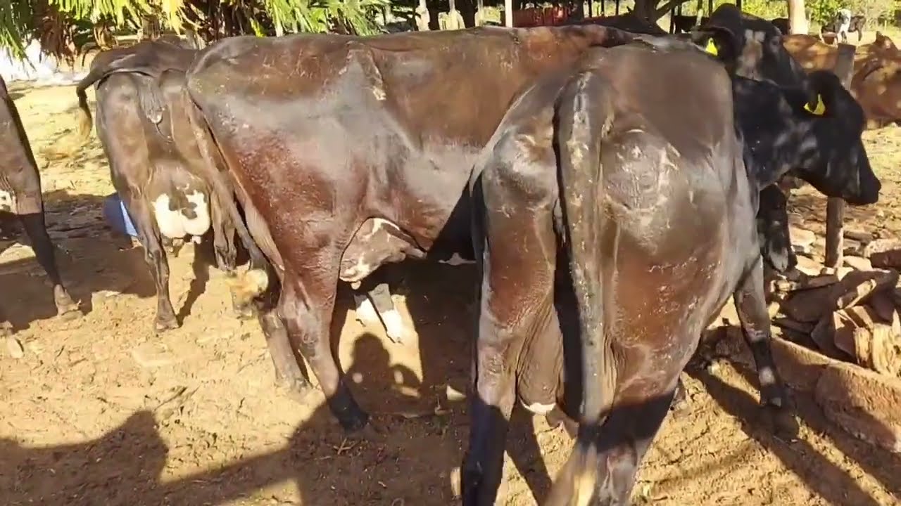 Vende-se as vaca 24 produzindo 600 confere a medição (34)997895318